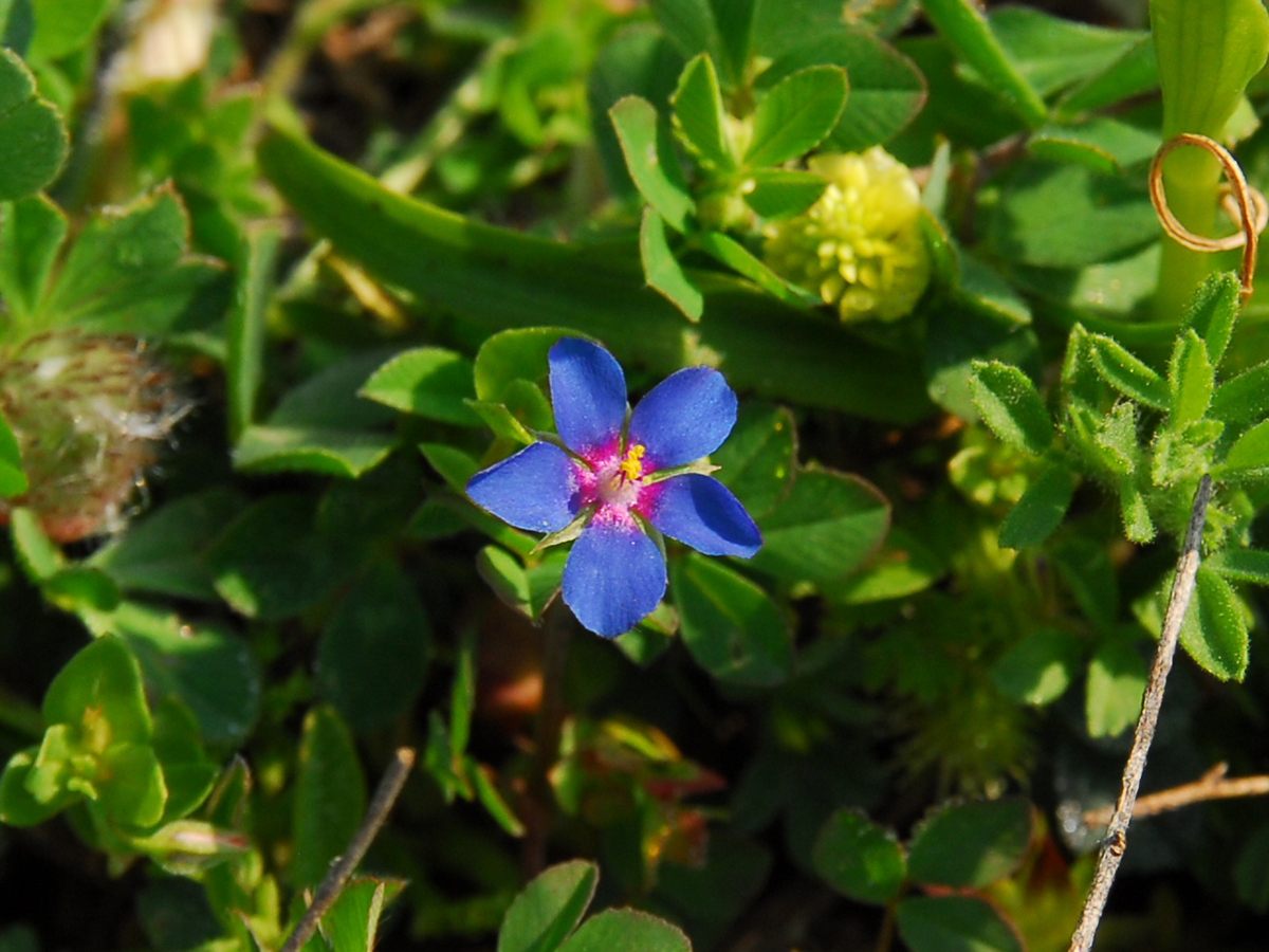 Anagallis arvensis